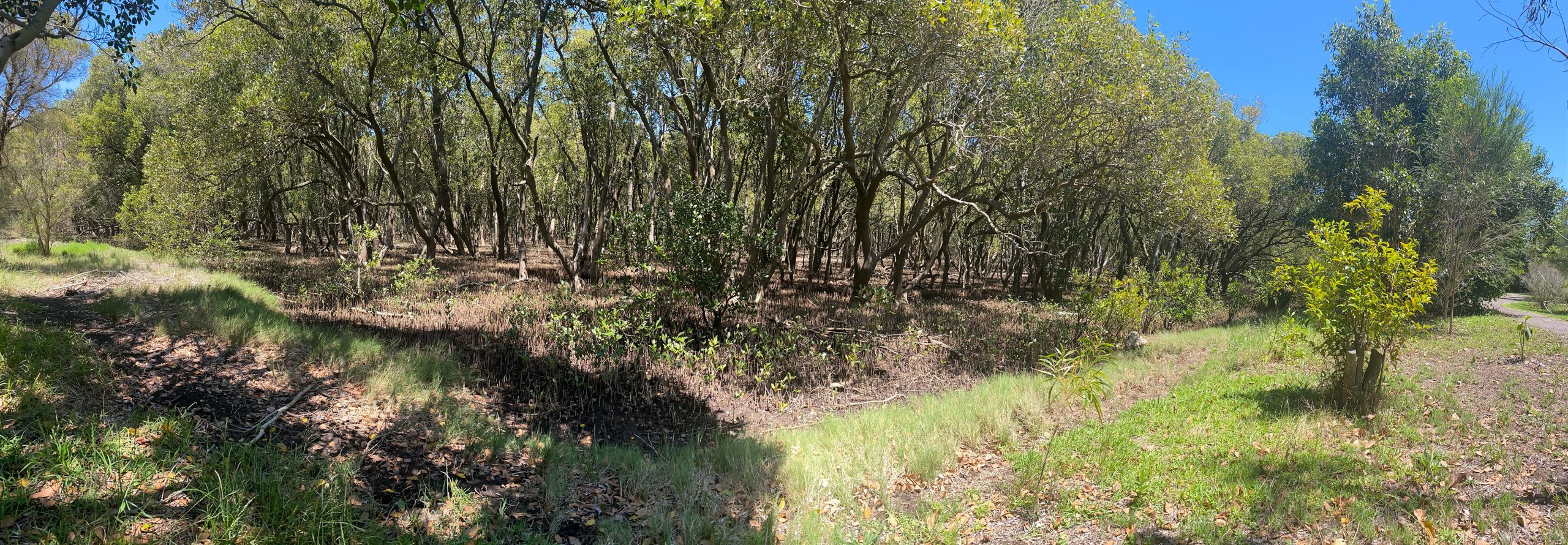 Remediation in The Rhizosphere