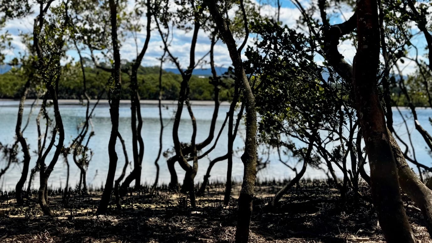 Field research at the Minnamurra River estuary, Dharawal Country, where bioelectrical signal data was captured from the mangrove habitat. Photograph by Greg Hughes.